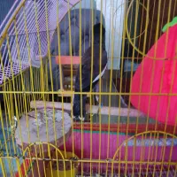 مرغ مینای اهلی