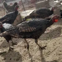 بوقلمون ماده