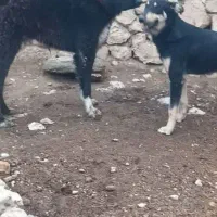 سگ قهدریجانی|سگ|مرودشت, ثبت احوال|دیوار