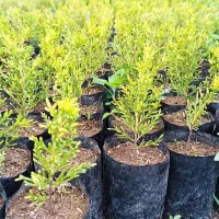 تولیدی گل بیرونی اتریس
