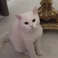 گربه اسکاتیش