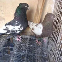 سینه ای|پرنده|برازجان, |دیوار