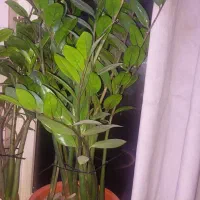 گیاه زاموفیلیا