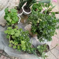 گل گیاه|گل و گیاه طبیعی|لاهیجان, کاروانسرابر|دیوار