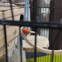 عروس هلندی خاکستری|پرنده|تهران, امام زاده عبدالله|دیوار