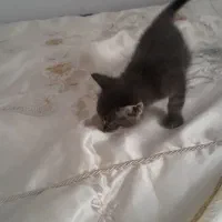 بچه گربه نر اسکاتیش بسیار بغلی و بازیگوش