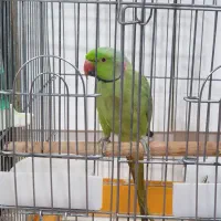 قفس بزرگ پرندگان|لوازم جانبی حیوانات|ساری, |دیوار