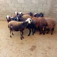 بره ماده شیشک