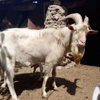 فروش بزسانن 5کیلوشیرضمانتی وتکه کل 60میلیون|حیوانات مزرعه|شهمیرزاد, |دیوار