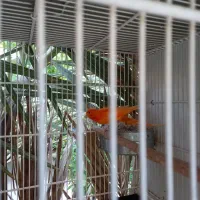 قناری.قناری لاکی .فروش سه جفت باهم