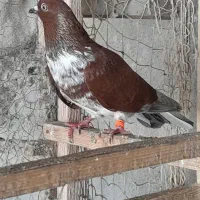 کفتر های پروازی|پرنده|رشت, آتشگاه|دیوار