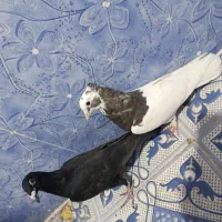 کبوتر|پرنده|استهبان, |دیوار