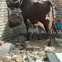 مطفل|حیوانات مزرعه|اهواز, سیصد دستگاه|دیوار