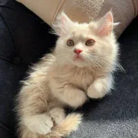 واگذاری بچه گربه دوماهونیم اسکاتیش