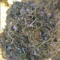 کاه گندم درجه یک نرم گوسفندی کاه لوبیا سبز