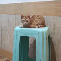 واگذاری گربه نارنجی|گربه|بیرجند, |دیوار