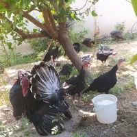 تعدادی بوغلمون واردک اسرائیلی برای فروش|حیوانات مزرعه|نسیم‌شهر, |دیوار