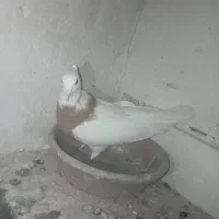 کبوتر