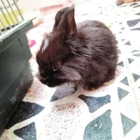 خرگوش سیاه مینیمال