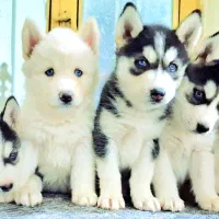 فروش هاسکی آلفا