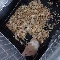 همستر همراه قفس|موش و خرگوش|ایرانشهر, |دیوار