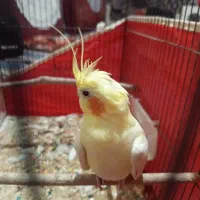 عروس هلندی|پرنده|بندرعباس, |دیوار