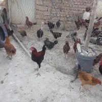 غاز و مرغ و خروس|حیوانات مزرعه|آشخانه, |دیوار