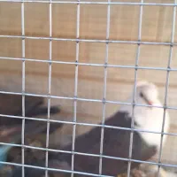 کبوتر کله سفید جوجه طوقی سیاه واکسی جوجه