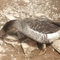 غاز تخمگذار