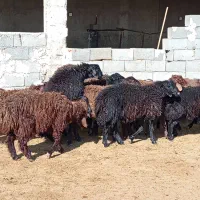 بره قوچ ژن دار همو و هترو|حیوانات مزرعه|ارسنجان, |دیوار