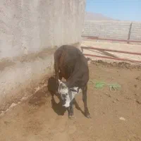 استخوان گوساله