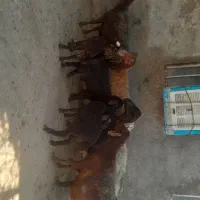 میش وبره