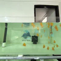 سالن پرورش دیسکس|ماهی|اسلام‌‌آباد غرب, |دیوار