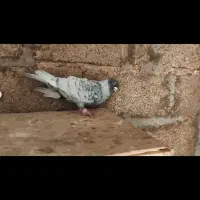 طوق سفید|پرنده|شوشتر, |دیوار