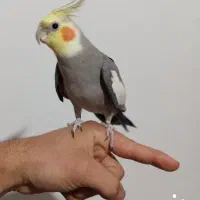 عروس هلندی دستی