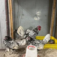 جوجه ۷ روزه سبرایت سیلور|حیوانات مزرعه|رشت, حسین آباد|دیوار