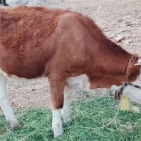 فروش گوساله سمینتال