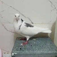 کبوتر معاوضه با عروس هلندی