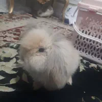 خرگوش ناز خونگی