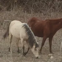 گله اسب ۹ تایی|اسب و تجهیزات اسب‌سواری|پول, |دیوار