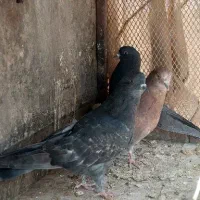 کفتر|پرنده|اصفهان, شهرک مهدیه|دیوار