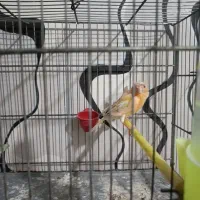 قناری ماده|پرنده|تهران, قلمستان|دیوار