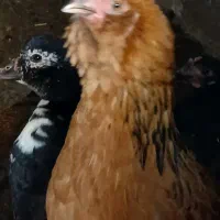 دو عدد خروس معاوضه با جوجه