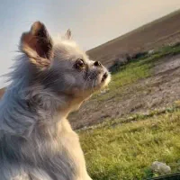 شیواوا پیکینیز