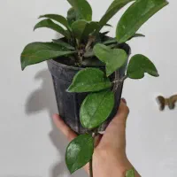 گل و گیاه آپارتمانی