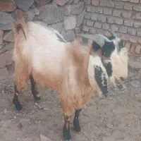بزوچبش فروشی