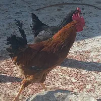 خروس رسمی. ورجان