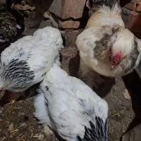 مرغ و خروس برهما لایت|حیوانات مزرعه|رستمکلا, |دیوار