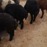 بره شیرمست ریز داشتی