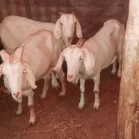 ۳ بز ماده سانن + ۵ بزغاله سانن